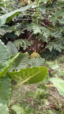 Terreno à venda, Jardim Bonfiglioli, São Paulo